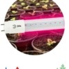 Лампа СДЛ фито FITO-9W-RB-Т8-G13-NL 9Вт T8 линейная 48LED 2835 IP20 35000ч красн./син. спектр стекло Эра Б0042986