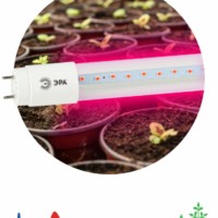 Лампа СДЛ фито  ЭРА FITO-18W-RB-Т8-G13-NL красно-синего спектра 18 Вт Т8 G13