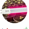 Лампа СДЛ фито  ЭРА FITO-9W-RB-Т8-G13-NL красно-синего спектра 9 Вт Т8 G13