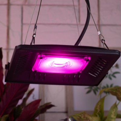 Прожектор светодиодный фито ЭРА FITO-50W-LED-BLUERED для цветения и плодоношения 50Вт красно-синего спектра