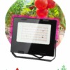 Прожектор светодиодный фито ЭРА FITO-50W-RB-LED для цветения и плодоношения красно-синего спектра 50 Вт